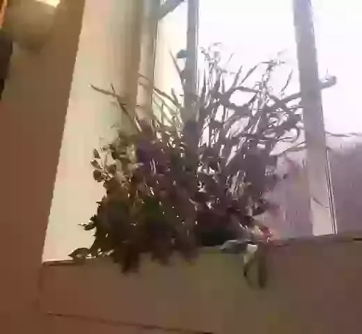Flower Arranging Classes